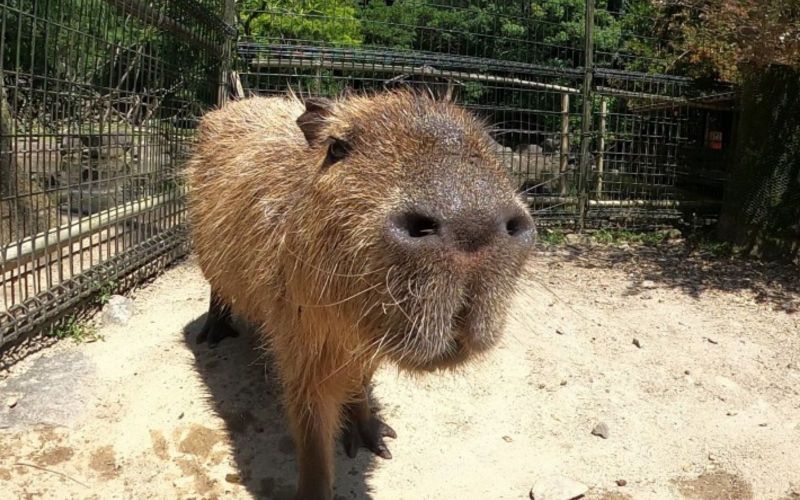 kona-capybara kona-capybara